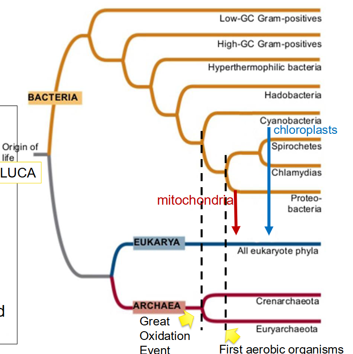 <p>woese’s tree of life </p>