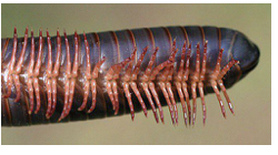 <p>what is the phylum/subphylum and class of this organism</p>