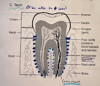 <p>portion visible above gingivae</p>