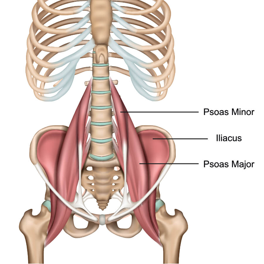 <p>Lesser trochanter of the femur</p>