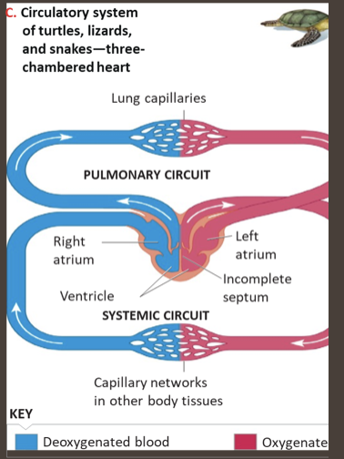 <p>2 Atria and 1 ventricle</p>