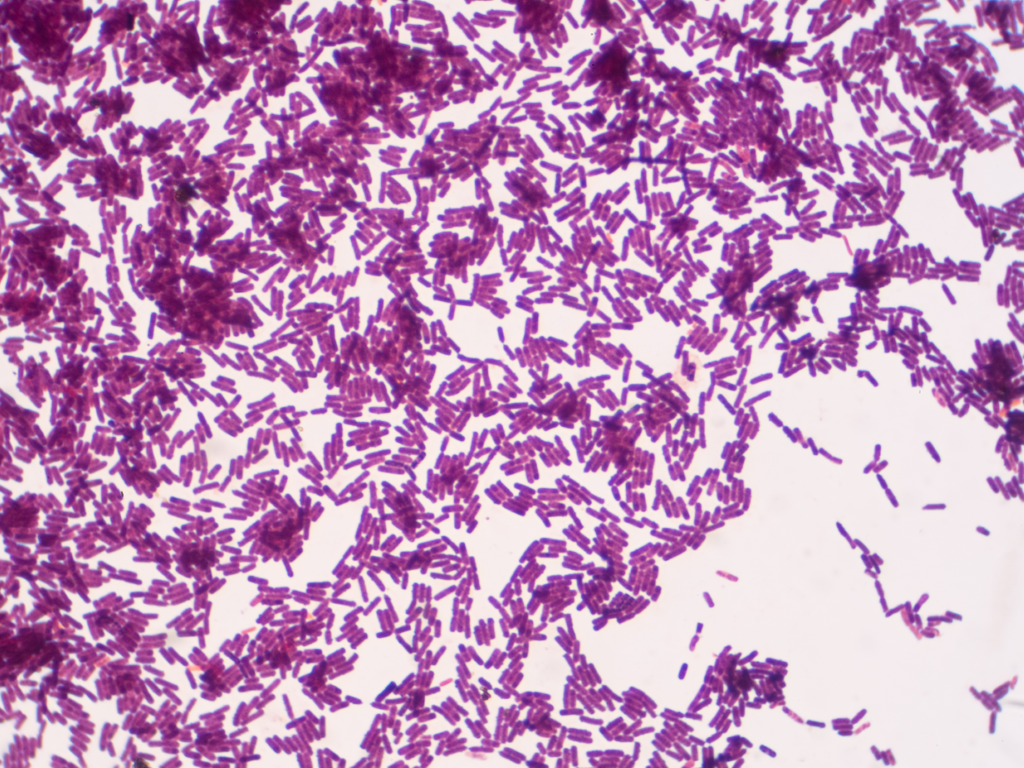 bacillus