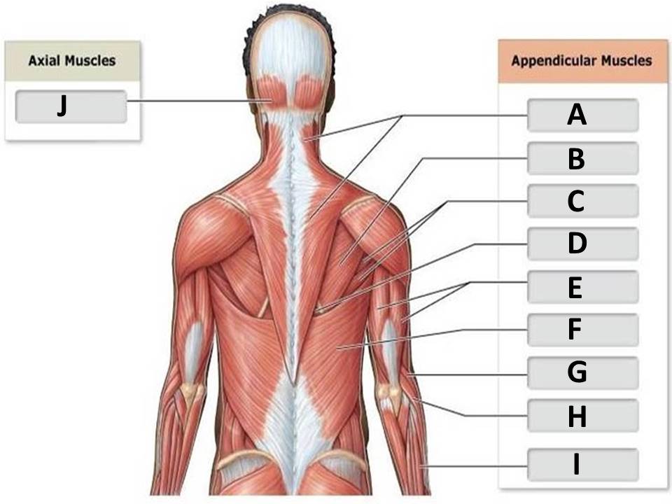 <p>extensor digitorum</p>