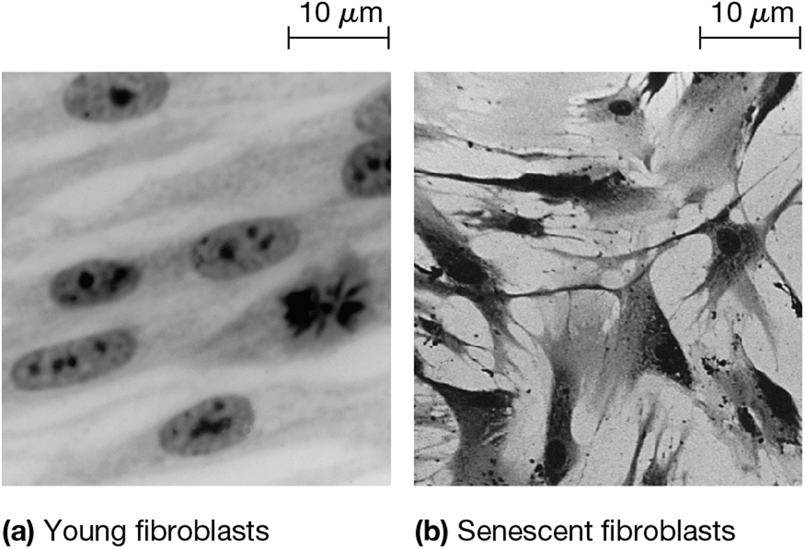 <p>amount of times a cell population can divide before reaching senesence (permenant cellular arrest) or apoptosis </p>
