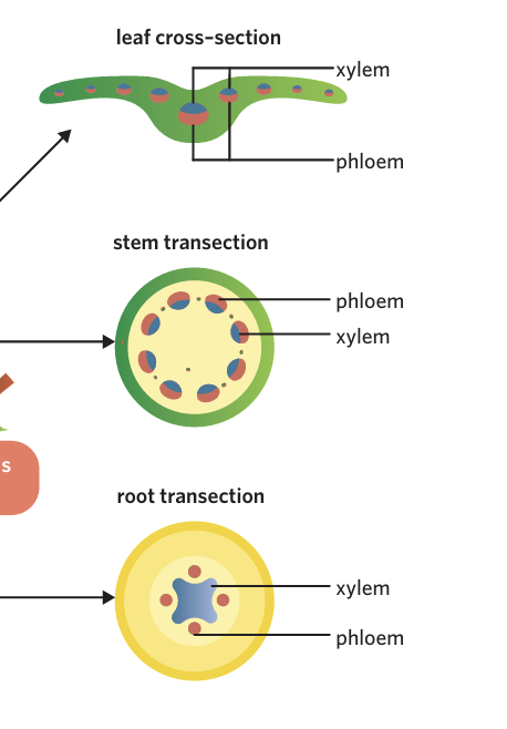 <p>Xylem+pholem grouped</p><p><strong>Location</strong></p><p><strong>-roots >centre</strong></p><p><strong>-stems> near outer layer (under bark)</strong></p><p><strong>-Leaves>veins</strong></p>
