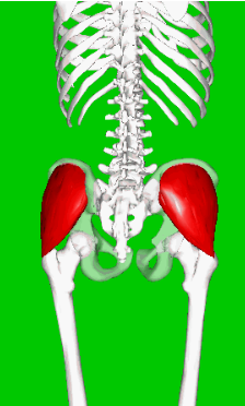 <p>Which statement concerning this structure is correct?</p><p>it is innervated by the inferior gluteal nerve</p><p>it is completely covered by another muscle</p><p>it acts to abduct and medially rotate the hip</p><p>it is one of the lateral rotators of the hip</p>