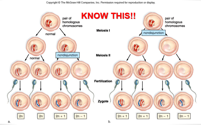 <p>chromosomes <strong>don’t separate </strong>properly during <strong>anaphase </strong>I or II</p><p>one daughter cell produced during separation will be <strong>lacking information</strong>, one will have <strong>too much</strong></p><p>occurs quite <strong>often </strong>among humans</p><p><strong>impact </strong>so <strong>severe </strong>to zygote that <strong>miscarriage </strong>occurs very early</p>