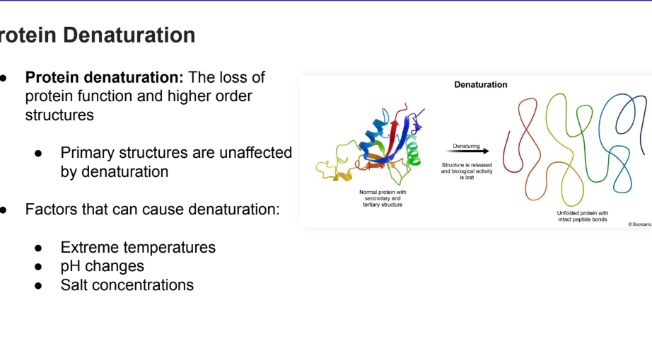 <p>The loss of protein function and higher order structures</p><ul><li><p><strong>Primary structures are unaffected by denaturation</strong></p></li></ul><p></p><p>Factors that can cause denaturation:</p><ul><li><p>Extreme temperatures</p></li><li><p>pH changes</p></li><li><p>Salt concentrations</p></li></ul><p></p>