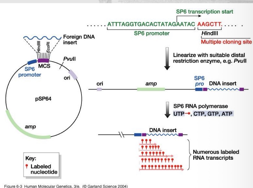 <p>RNA probes (riboprobes)</p>