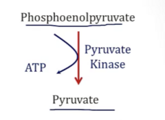 <p>- Pyruvate Kinase</p>