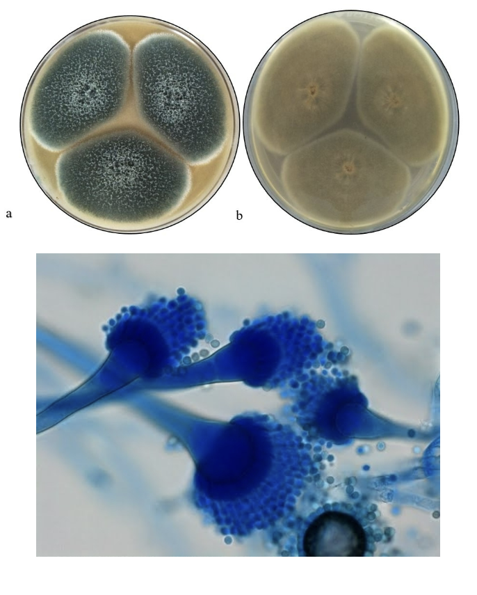 <p>-Blue-green colonies</p><p>-Single row of phialides covering top 2/3 of vesicle</p>
