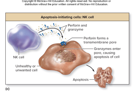 <ul><li><p>They release cytotoxic chemicals to kill bacteria</p><ul><li><p><em>Perforin</em> creates a transmembrane pore in unwanted cell</p></li><li><p><em>Granzymes</em> enter pore and cause apoptosis of cell</p><ul><li><p>Apoptosis is cell death that cause shriveling rather than lysis</p></li></ul></li></ul></li></ul><p></p>