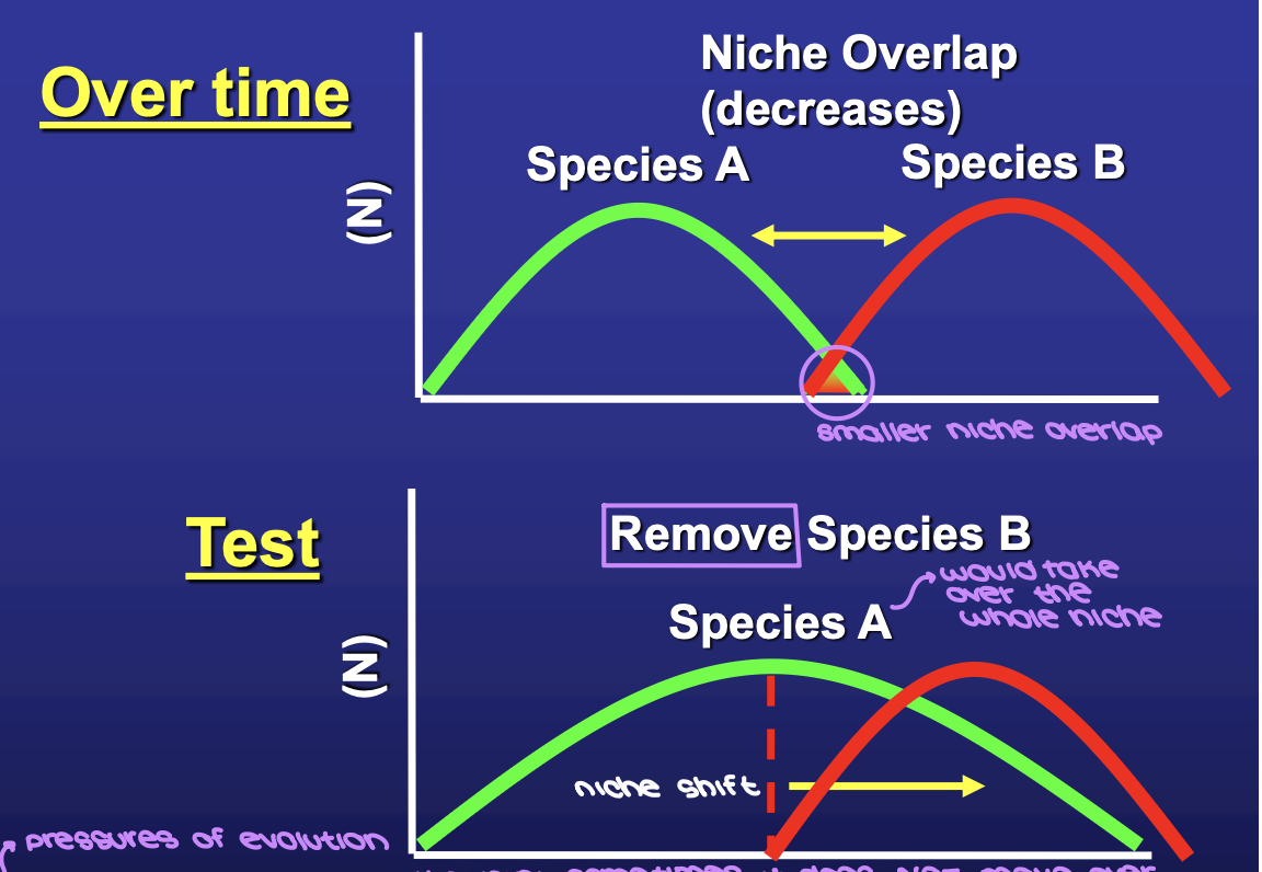 <ul><li><p><span style="background-color: transparent;"><strong>niche overlap</strong>: experiences both intra- and interspecific competition</span></p><ul><li><p><span style="background-color: transparent;">species will diversify and separate decreasing the amount of niche overlap</span></p></li></ul></li><li><p><span style="background-color: transparent;">test: remove one species and observe the other species </span></p><ul><li><p><span style="background-color: transparent;">experience <strong>competitive release</strong> and undergo a <strong>niche shift</strong></span></p></li><li><p><span style="background-color: transparent;">could not shift over → may be genetically or physiologically fixed</span></p></li></ul></li></ul><p></p>
