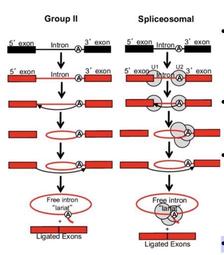 <p><span style="color: rgb(255, 250, 250);">Group II introns and spliceosomal introns </span></p>