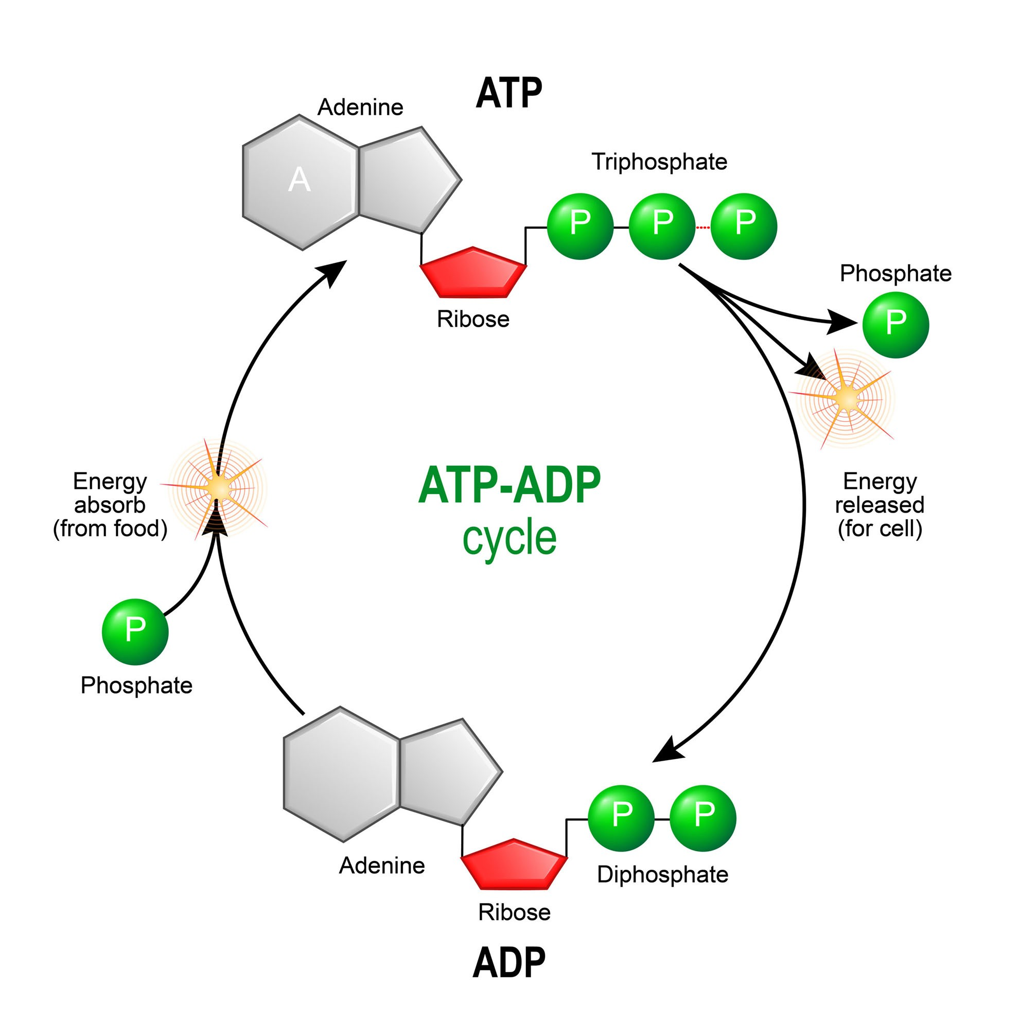 <ul><li><p>ATP, Adenosine Triphosphate</p></li><li><p>This is the cells energy carrying molecule, cellualr energy “currency”</p></li><li><p>Cell respiration - the controlled release of energy in the form of ATP through catabolism or organic molecules</p></li><li><p>When ATP is used, the third phosphate (P) group is broken off, and results in the net release of energy for use (such as during muscle contraction)</p></li><li><p>Phosphorylation is the process of adding a phosphate (ADP to ATP)</p></li></ul><p></p>