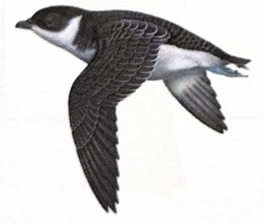 <p>Shearwaters and Diving Petrels</p><ul><li><p>long narrow wings</p></li><li><p>small beak</p></li><li><p>small head</p></li></ul><p></p>