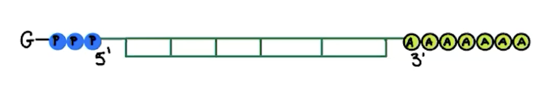 <p><strong>addition of poly-A tail</strong></p><p>100-200 adenine nucleotides that helps stability (green circles)</p><p><strong>addition of GTP cap</strong></p><p>modified guanine nucleotide that helps protect it and allow ribosome to attach</p>