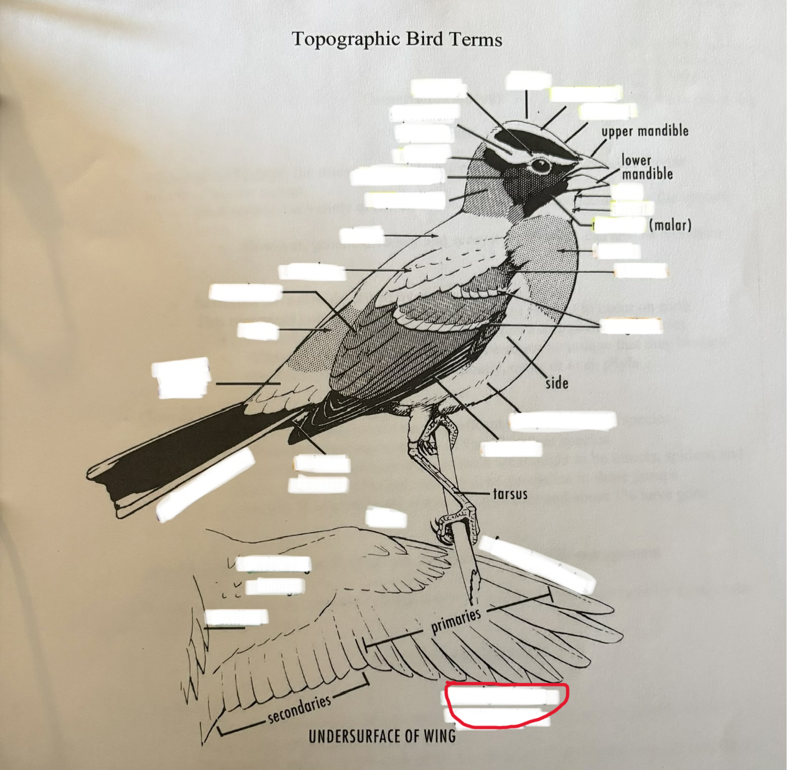 term image