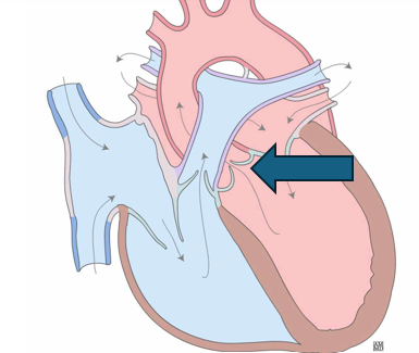 <p>entire structure</p>