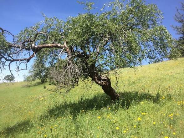 <p>Mountain mahogany</p>