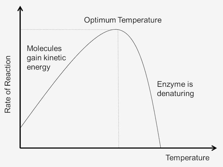 <p>Increasing the temperature increases the kinetic energy of particles, increasing the rate at which the enzymes collide with the substrate hence leading to more frequent successful collision and a higher rate of enzyme activity UNTIL THE OPTIMUM IS REACHED…</p><p>When temperatures exceed an enzyme’s optimum, enzyme activity begins to decrease as the high temperature begin to overcome bonds holding the enzymes tertiary structure in place as the particle vibrates more. As a result the enzymes active site changes shape and is denatured. Enzyme activity decreases as temperature increases as more enzymes denature until all enzymes denature and catalysis stops. </p><p>However, when temperature is decreased from the optimum, particles lose kinetic energy and enzyme activity slows down, but less rapidly as enzymes are not irreversibly denatured. </p>