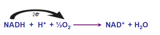 <p>-Complex I (NADH:ubiquinone oxidoreductase): pumps out 4 H+</p><p>NADH + H+ + Q > NAD+ + QH2</p><p>-Complex III (ubiquinone cytochrome c oxidoreductase): pumps out 4 H+</p><p>QH2 + 2Cyt c (oxidized) > Q + 2H+ + 2Cyt c (reduced)</p><p>-Complex IV (cytochrome oxidase): pumps out 2 H+</p><p>2Cyt c (reduced) + 2H+ + ½O2 > 2Cyt c (oxidized) + H2O</p>