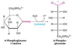 <p>2nd step of penthose phosphate pathway/<span style="background-color: transparent;">hexose monophosphate shunt/phosphogluconate pathway</span></p><p>catalysed by<strong> lactonase</strong></p>