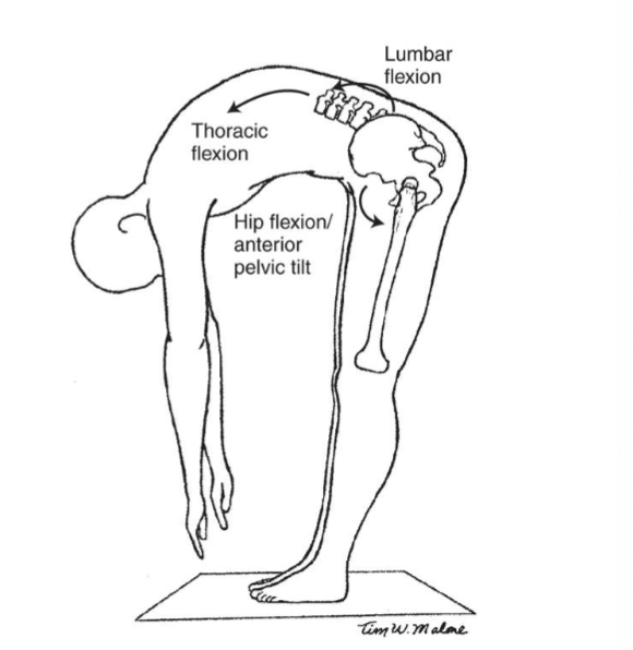 <p><strong>Open chain: </strong>pelvis muscles &amp; trunk goes with it</p><p><strong>Closed chain: </strong>pelvis moves but everything above pelvis is still </p><p></p><p></p><ul><li><p>Combo of Spinal flexion + Anterior pelvic tilt </p></li><li><p>Pelvis anteriorly tilts but trunk goes with it </p></li><li><p>trunk flexion </p></li></ul><p></p><p></p>