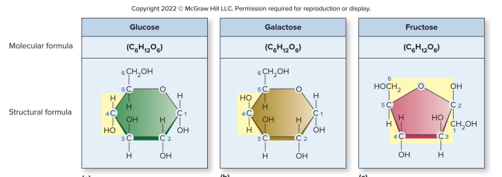 <p>Isomer </p>