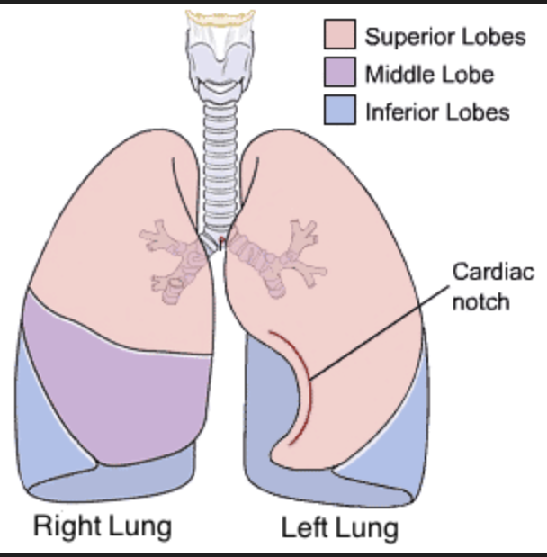 <p>Indentation in the left lung that accommodates the heart.</p>