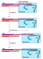 <p>telomerase</p>
