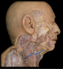 <p>Identify the structure</p>