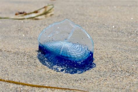 <p>Velella velella </p>