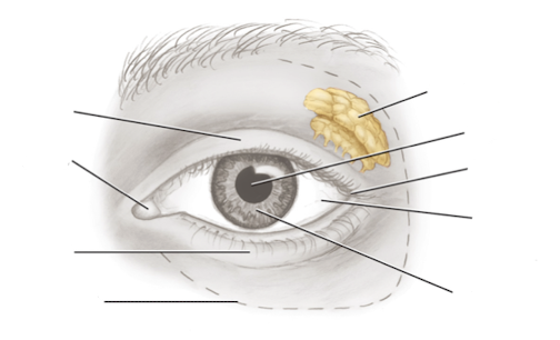 <p>Label these (use ipad)</p>