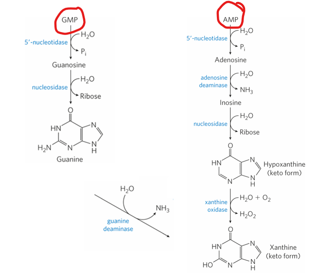 <p>During purine degredation , what are first things to be dephosphorylated to nucleosides (guanosine and adenosine)</p>