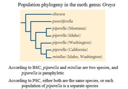 <p><span style="background-color: transparent;">Species are groups of actually or potentially interbreeding natural populations that are reproductively isolated from other such groups</span></p><p><span style="background-color: transparent;">Pros:</span></p><ul><li><p><span style="background-color: transparent;">Specifies a concrete way in which candidate species must be "distinct" </span></p></li><li><p><span style="background-color: transparent;">Can be applied directly to understand the origin of species </span></p></li></ul><p><span style="background-color: transparent;">Cons: </span></p><ul><li><p><span style="background-color: transparent;">Requires experimentation to classify organisms </span></p></li><li><p><span style="background-color: transparent;">Does not apply to clonally reproducing / asexual organisms</span></p></li></ul><p></p>