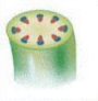 <p>ring</p>