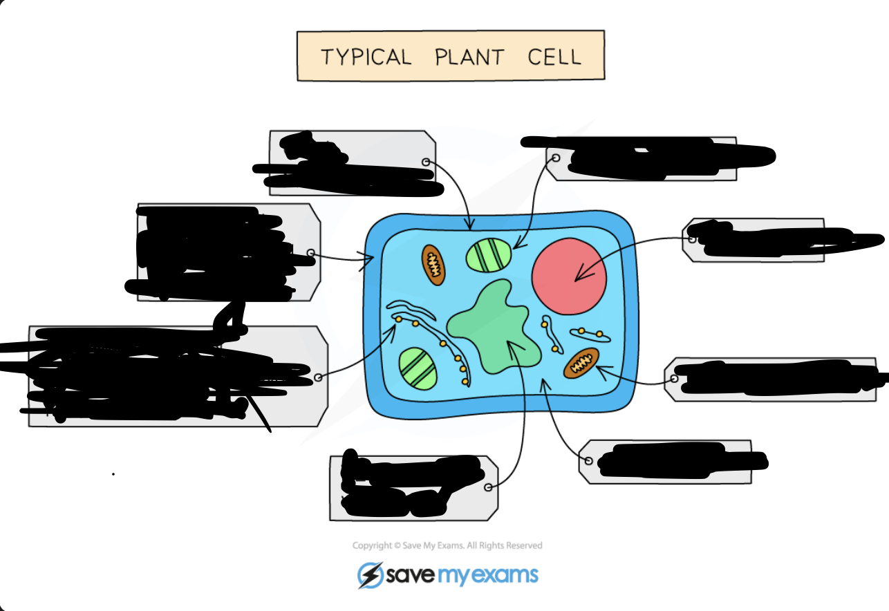 <p>Label this Plant cell:</p>
