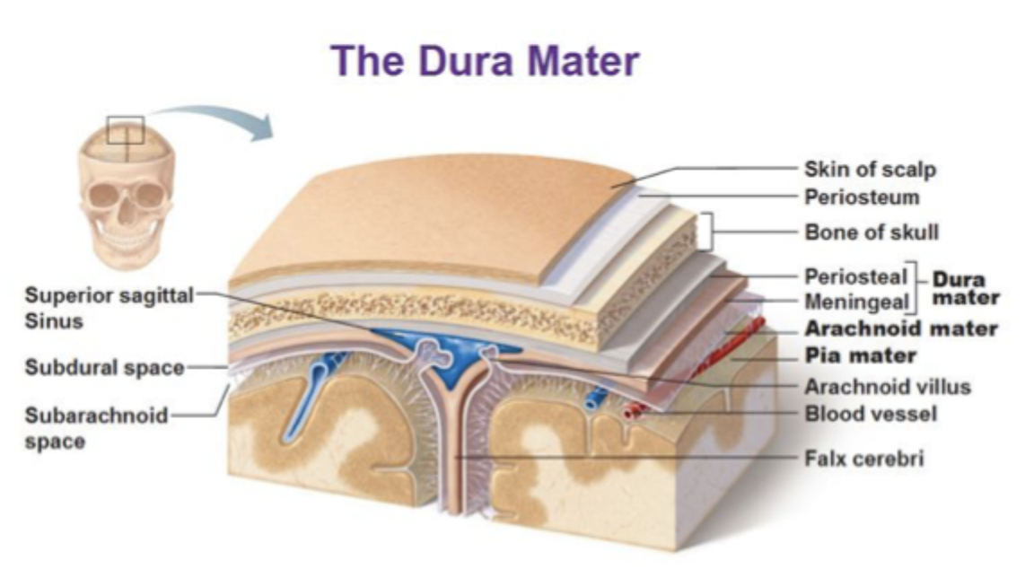 <ul><li><p>outermost, toughest layer</p></li><li><p>Two layers in the cranium: periosteal + meningeal. </p></li><li><p>Forms dural folds (falx cerebri, tentorium cerebelli) and venous sinuses. </p></li><li><p>Provides mechanical protection. </p></li></ul><p></p>