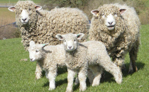 <p>sheed breed with long wool, 34-41u</p>