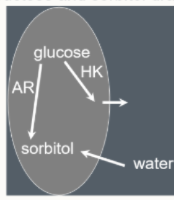 <ul><li><p>glucose uptake into lens</p><ul><li><p>normally - metabolised into lactate, which diffuses out</p></li></ul></li><li><p>glucose → fructose → sorbitol (doesn’t diffuse)</p></li><li><p>trapped → water drawn in</p></li></ul><p></p>