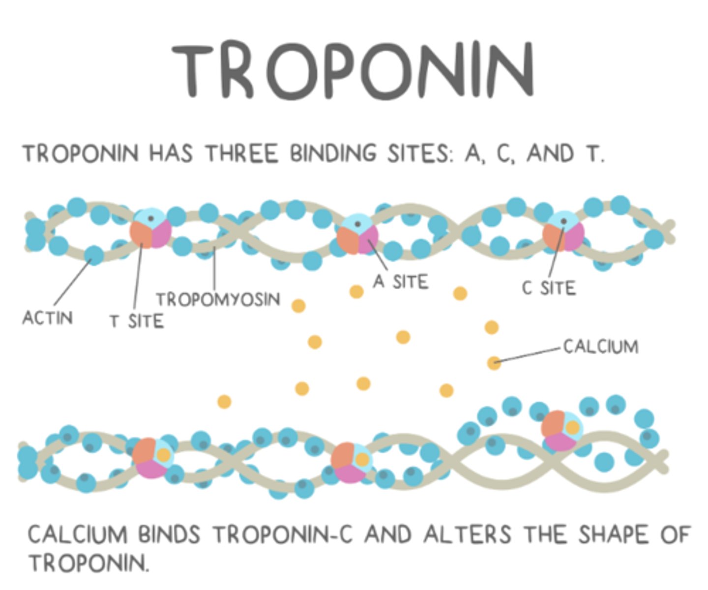 <p>Ca2+ released from the SR binds to troponin-C, which triggers a shape change that moves troponin and therefore tropomyosin</p>