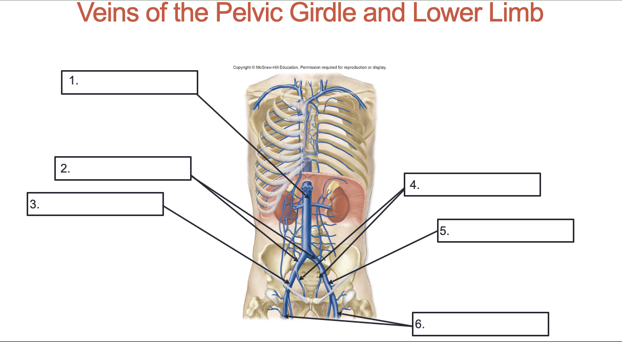 <p>Label these veins of the pelvic girdle and lower limb</p>