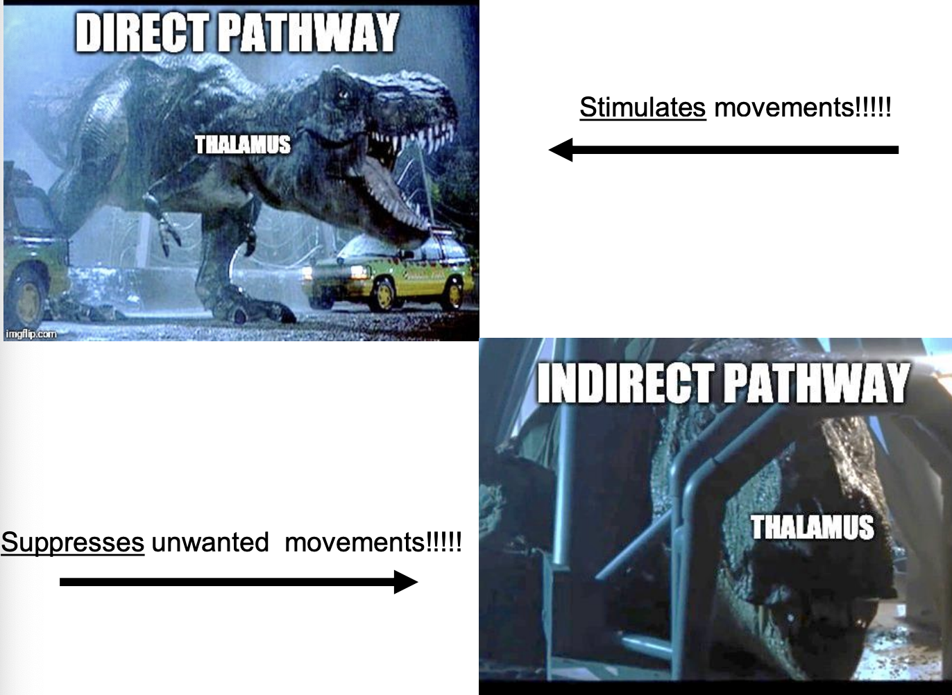 <ul><li><p>the direct (<strong>GO</strong>) pathway facilitates specific movements while at the same time: </p></li><li><p>the indirect (<strong>STOP</strong>) pathway suppresses unwanted (competing) movements </p></li></ul><p></p>