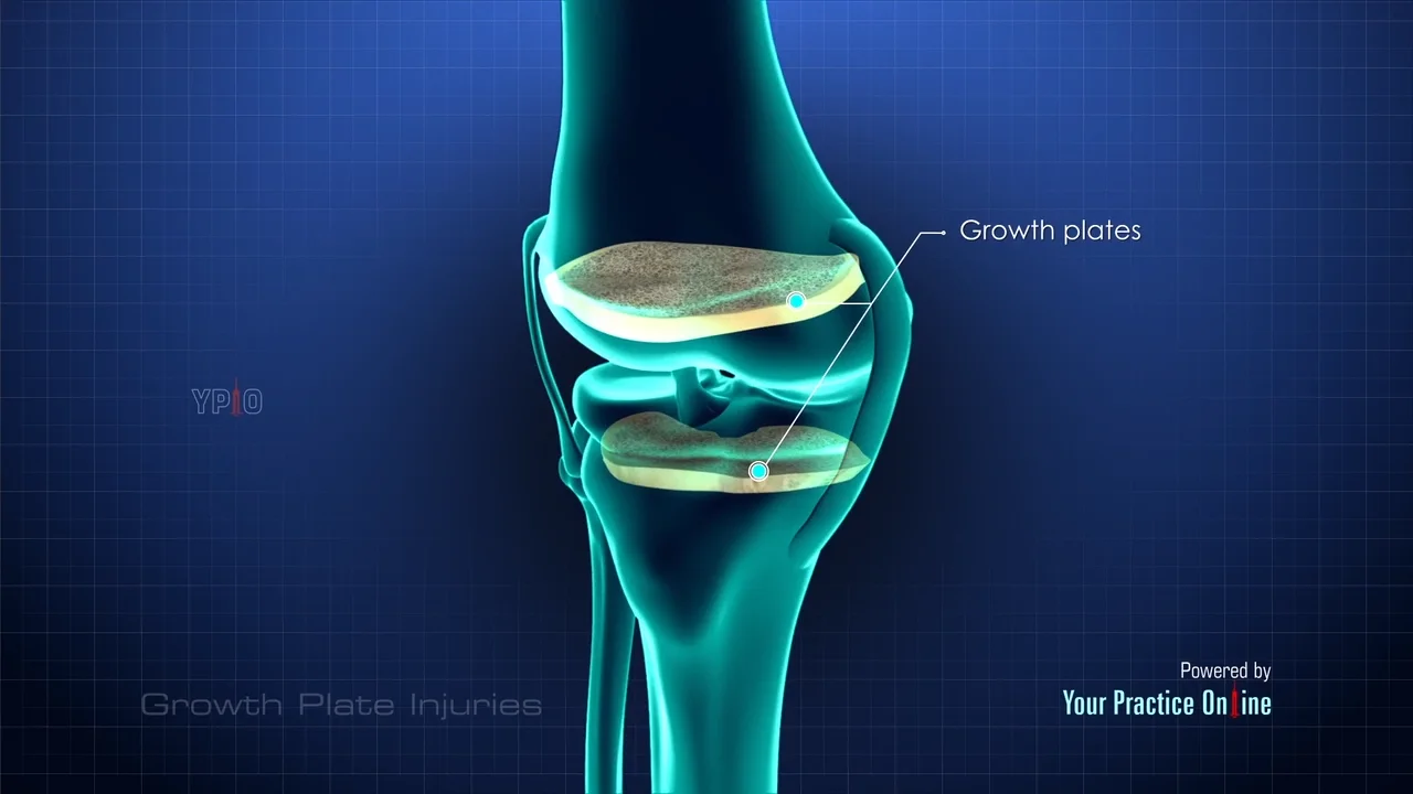 <p>epiphyseal plates </p><p><em>(eh pee FIZZ ee ul)</em></p>