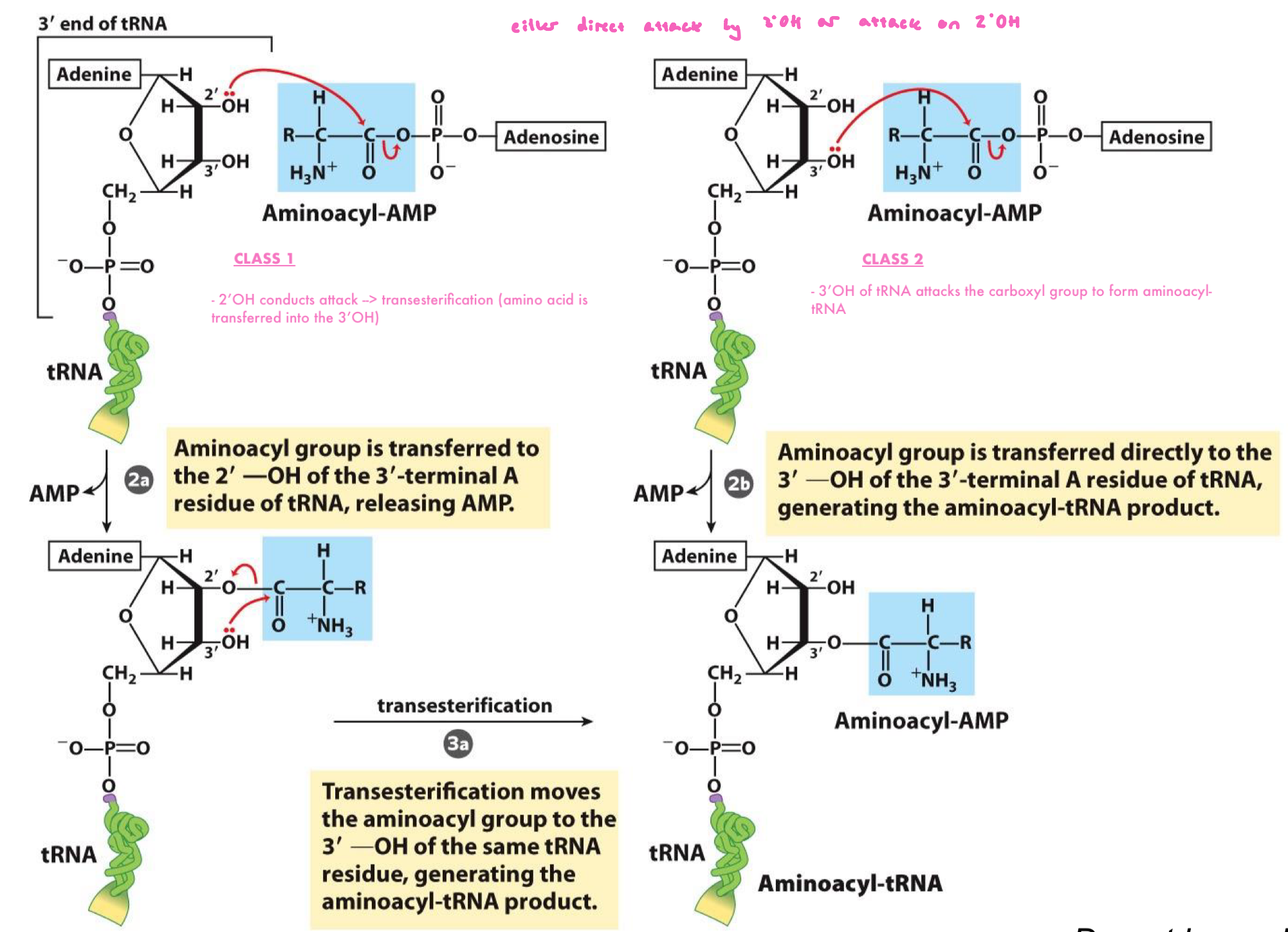 <ul><li><p>Class II directly transfers the AA on the 3’OH of the tRNA in step 2B</p><ul><li><p>right of the figure</p></li></ul></li><li><p>Class I relies on an additional transesterification (Steps 2a and 3a)</p><ul><li><p>left of the figure</p></li><li><p>2’OH conducts attack → transesterification (AAA is transferred into the 3’OH)</p></li></ul></li></ul><p></p>