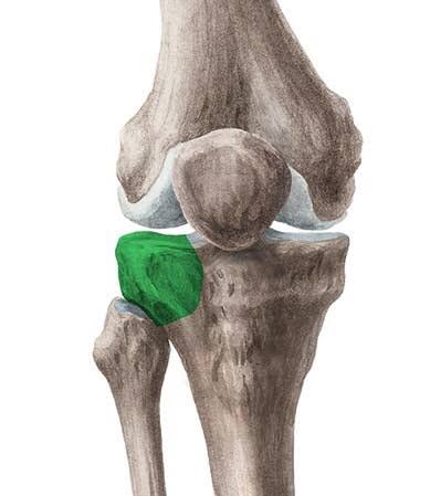 <p>the raised, rounded eminence on the outer side of the upper end of the shinbone</p>