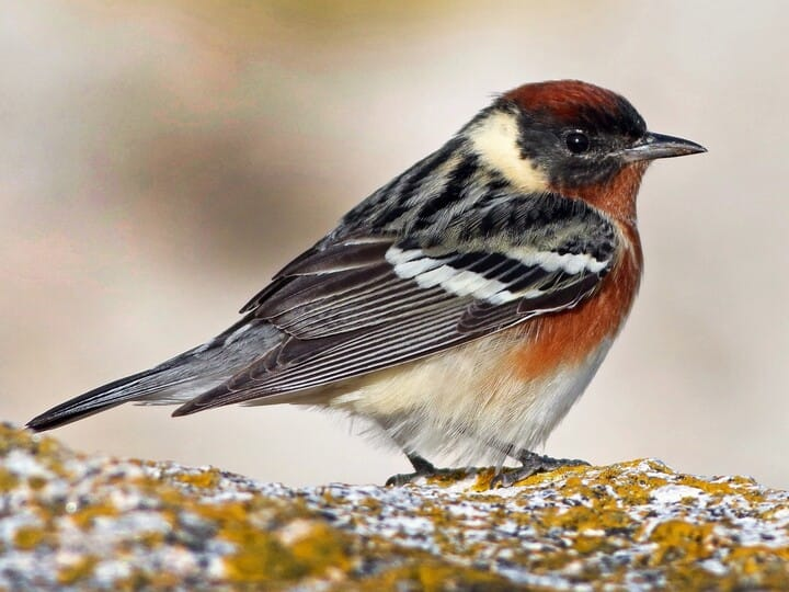 <p>bay-breasted warbler </p><p>rusty crown/neck/flanks <br>black face <br>white behind face <br>white wing bars </p>
