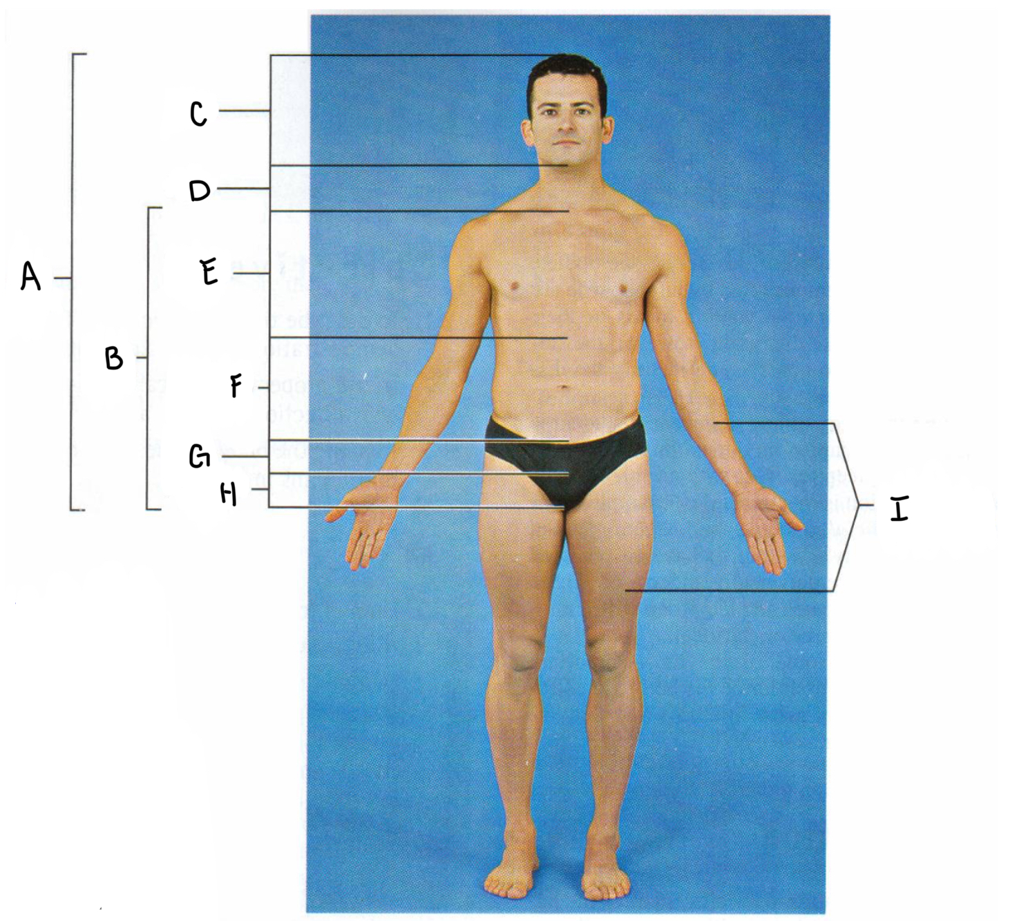 <p>H</p>