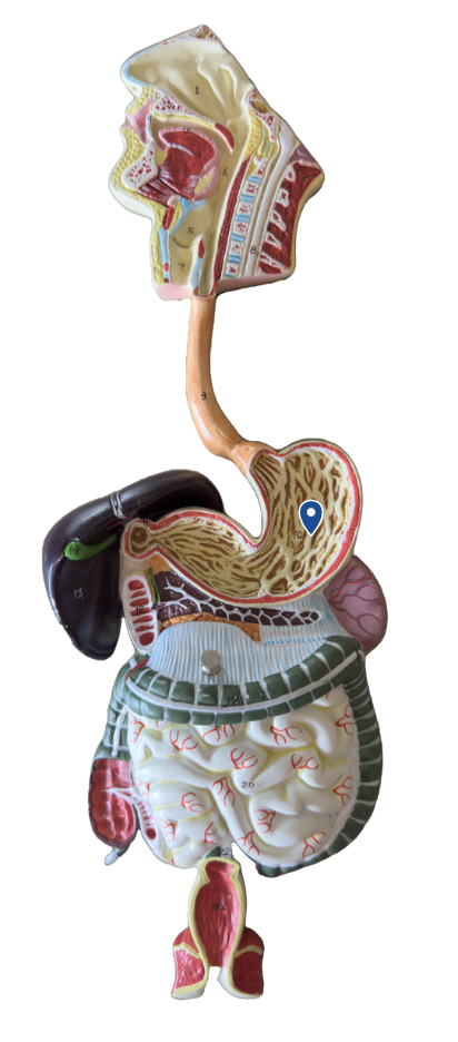 <p>Name this surface of the stomach</p>